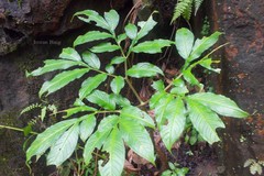Amorphophallus commutatus